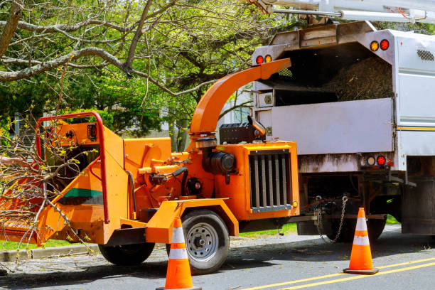 Trusted Clovis, CA Tree Removal and Landscaping Services Experts